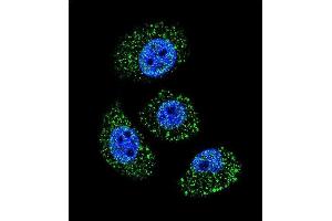 Confocal immunofluorescent analysis of MYBPHL Antibody (N-term) (ABIN655765 and ABIN2845206) with A549 cell followed by Alexa Fluor 488-conjugated goat anti-rabbit lgG (green). (MYBPHL Antikörper  (N-Term))