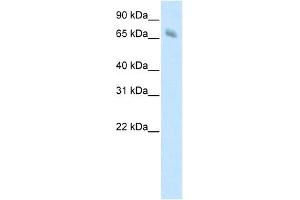 KBTBD10 antibody (20R-1206) used at 0.
