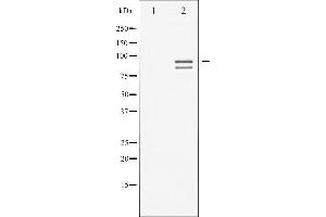 Western blot analysis of Glycogen Synthase phosphorylation expression in PMA treated NIH-3T3 whole cell lysates,The lane on the left is treated with the antigen-specific peptide. (Glycogen Synthase 1 Antikörper  (pSer645))