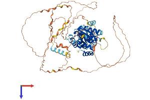 AlphaFold protein structure predicition of Human Recombinant FIGNL2 Protein, UniprotID A6NMB9 (Fidgetin-Like 2 Protein (FIGNL2) (AA 1-653) (His tag))