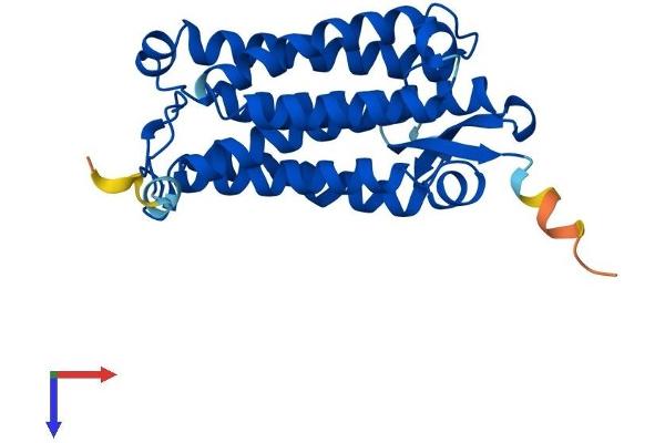 ACER2 Protein (AA 1-275) (His tag)