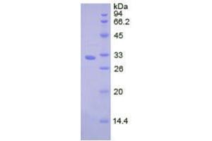 Image no. 1 for Cathepsin L2 (CTSL2) (AA 64-334) (Active) protein (His tag) (ABIN6239914)