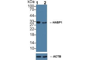 Knockout Varification: ;Lane 1: Wild-type Hela cell lysate; ;Lane 2: HABP1 knockout Hela cell lysate; ;Predicted MW: 31kDa ;Observed MW: 31kDa;Primary Ab: 1µg/ml Rabbit Anti-Human HABP1 Antibody;Second Ab: 0.
