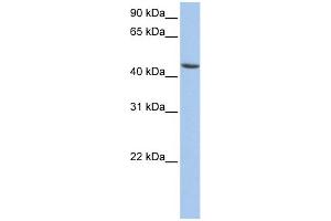 WB Suggested Anti-ALDH3B1 Antibody Titration: 0. (ALDH3B1 Antikörper  (N-Term))