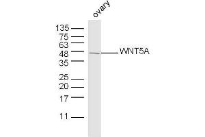 Mouse ovary lysates probed with WNT5A Polyclonal Antibody, unconjugated  at 1:300 overnight at 4°C followed by a conjugated secondary antibody at 1:10000 for 90 minutes at 37°C. (WNT5A Antikörper  (AA 301-381))