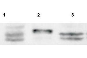 Western Blot of Rabbit anti-Sprouty-4 antibody. (SPRY4 Antikörper  (AA 275-299))