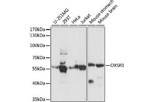 Western blot analysis of extracts of various cell lines, using OXSR1 antibody. (OXSR1 Antikörper)