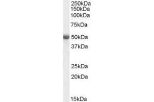 Western Blotting (WB) image for anti-Endogenous Retrovirus Group W, Member 1 (ERVW-1) (N-Term) antibody (ABIN2782822) (ERVW-1 Antikörper  (N-Term))