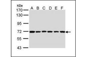 Sample (30 µg of whole cell lysate). (BIRC3 Antikörper)