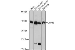 GNAI2 Antikörper  (AA 1-355)