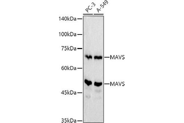 MAVS Antikörper  (AA 1-65)