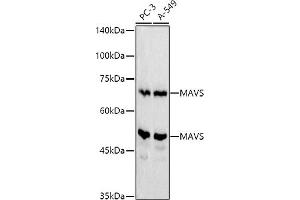 MAVS Antikörper  (AA 1-65)