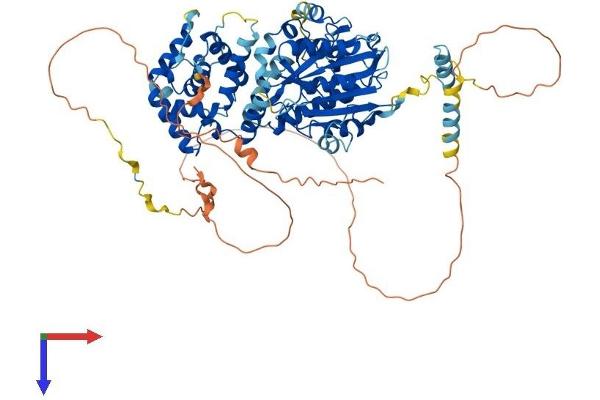 NSUN7 Protein (AA 1-718) (His tag)