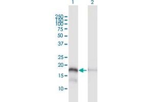 Western Blot analysis of MTP18 expression in transfected 293T cell line by MTP18 MaxPab polyclonal antibody. (Mtfp1 Antikörper  (AA 1-166))