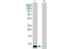 Western Blot analysis of GNGT1 expression in transfected 293T cell line by GNGT1 MaxPab polyclonal antibody.