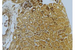ABIN6273039 at 1/100 staining Mouse kidney tissue by IHC-P. (D2HGDH Antikörper  (C-Term))