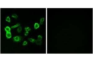 Immunofluorescence (IF) image for anti-Olfactory Receptor, Family 5, Subfamily P, Member 2 (OR5P2) (AA 193-242) antibody (ABIN2891034) (OR5P2 Antikörper  (AA 193-242))