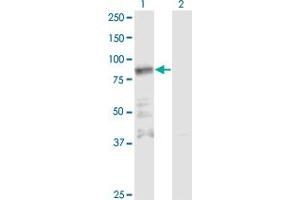 Western Blot analysis of ZNF287 expression in transfected 293T cell line by ZNF287 monoclonal antibody (M11), clone 3E12. (ZNF287 Antikörper  (AA 231-330))