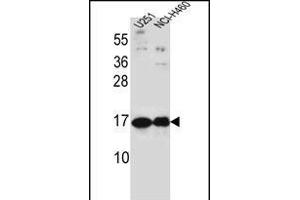 PTN Antibody (C-term) (ABIN656197 and ABIN2845519) western blot analysis in ,NCI- cell line lysates (35 μg/lane). (Pleiotrophin Antikörper  (C-Term))