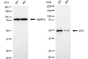 Western blotting analysis using p53 antibody (ABIN7800686).