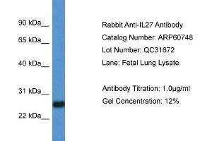 Western Blotting (WB) image for anti-Interleukin 27 (IL27) (C-Term) antibody (ABIN2788559) (IL-27 Antikörper  (C-Term))