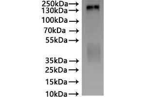 ABIN7937742 is detected by Mouse anti-6*His monoclonal antibody.