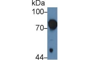 Detection of F1+2 in Rat Serum using Polyclonal Antibody to Prothrombin Fragment 1+2 (F1+2)