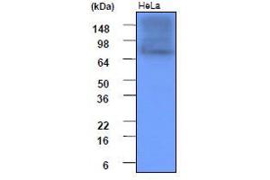 Western Blotting (WB) image for anti-Heat Shock Protein 90kDa alpha (Cytosolic), Class A Member 1 (HSP90AA1) (AA 1-732), (N-Term) antibody (ABIN317532) (HSP90AA1 Antikörper  (N-Term))