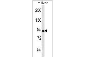 Western blot analysis in mouse liver tissue lysates (35ug/lane).