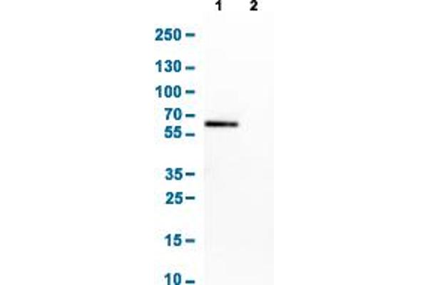Occludin Antikörper  (AA 282-415)