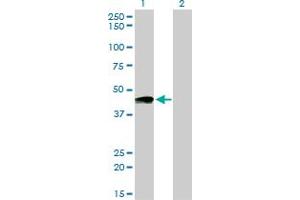 Image no. 1 for anti-Prostacyclin Receptor (PTGIR) (AA 296-387) antibody (ABIN465964)