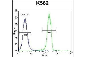 CT45A1 Antibody (N-term) (ABIN655225 and ABIN2850481) flow cytometric analysis of K562 cells (right histogram) compared to a negative control cell (left histogram). (CT45A1 Antikörper  (N-Term))