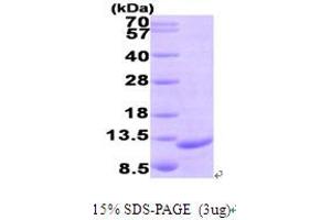 SDS-PAGE (SDS) image for Chemokine (C-C Motif) Ligand 19 (CCL19) (AA 22-98) protein (T7 tag) (ABIN667013)