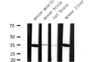 Western blot analysis of SLC25A31 expression in various lysates (SLC25A31 Antikörper  (Internal Region))