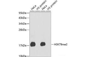 Western blot analysis of extracts of various cell lines using DiMethyl-Histone H3-K79 Polyclonal Antibody. (Histone 3 Antikörper  (2meLys79))