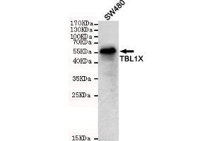 Western blot detection of TBL1X in S cell lysates using TBL1X mouse mAb (1:1000 diluted). (TBL1Y Antikörper)