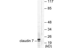 Western Blotting (WB) image for anti-Claudin 7 (CLDN7) (C-Term) antibody (ABIN1848470) (Claudin 7 Antikörper  (C-Term))