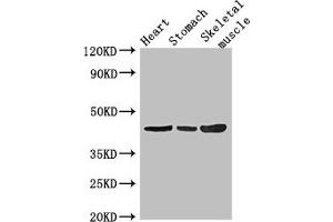 Western Blot Positive WB detected in: Mouse heart tissue, Mouse stomach tissue, Mouse skeletal muscle tissue All lanes: ZNF707 antibody at 3. (ZNF77 Antikörper  (AA 51-369))