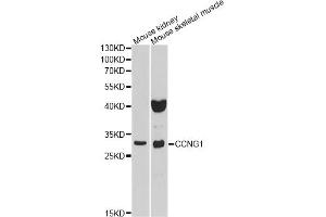 Western blot analysis of extracts of various cell lines, using CCNG1 antibody (ABIN1876480) at 1:1000 dilution. (Cyclin G1 Antikörper)