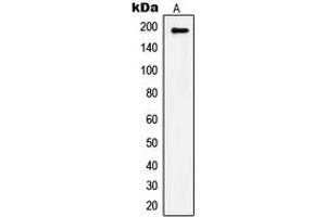 Western blot analysis of IRS1 (pS1101) expression in HepG2 insulin-treated (A) whole cell lysates. (IRS1 Antikörper  (C-Term, pSer1101))