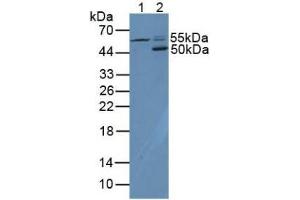 Western blot analysis of (1) Human HL-60 Cells and (2) Mouse Spleen Tissue.
