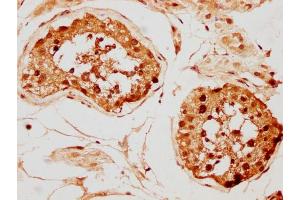 IHC image of nphHU diluted at 1:20 and staining in paraffin-embedded human testis tissue performed on a Leica BondTM system. (H2AFX Antikörper  (AA 130-142))