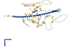 NCOA4 Protein (AA 1-614) (His tag)