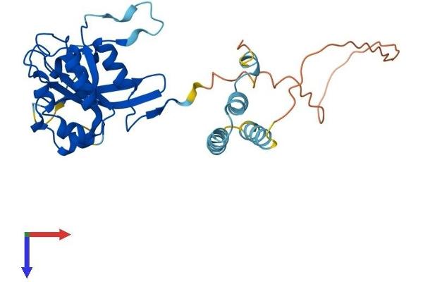 AAGAB Protein (AA 1-316) (His tag)