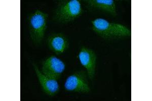 IF analysis of RALBP1 using anti-RALBP1 antibody (ABIN7600800). (RALBP1 Antikörper  (AA 239-506))
