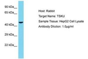 Image no. 1 for anti-Tsukushin (TSKU) (C-Term) antibody (ABIN6750593) (TSKU Antikörper  (C-Term))