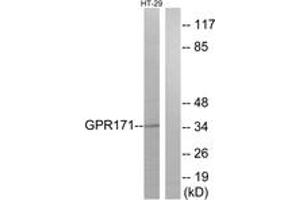 Western blot analysis of extracts from HT-29 cells, using GPR171 Antibody. (GPR171 Antikörper  (AA 181-230))