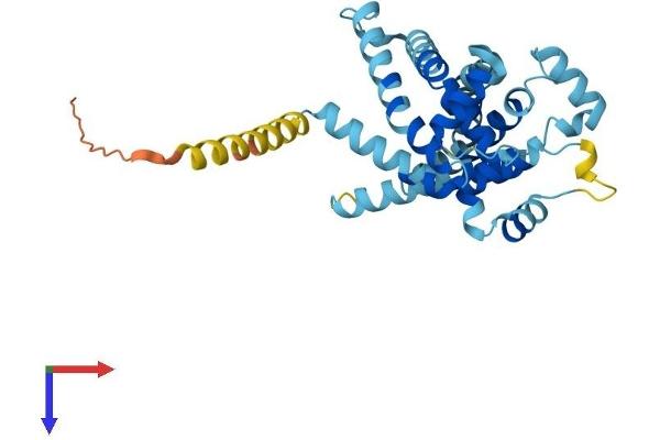 SLC25A38 Protein (AA 1-326) (His tag)