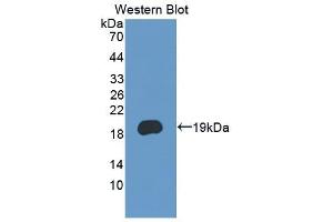 PCDH20 anticorps  (AA 64-209)