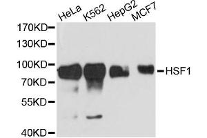 Western blot analysis of extracts of various cell lines, using HSF1 antibody. (HSF1 Antikörper)